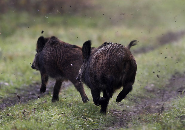 ДИПЛОМАТСКИ “СКАНДАЛ”: Британског амбасадора напале дивље свиње 