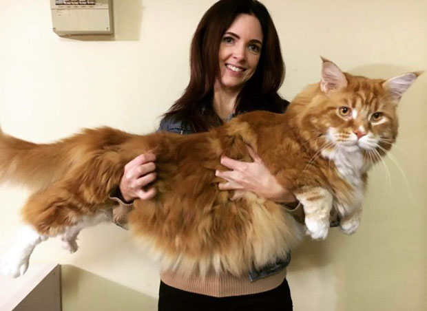 УМИЉАТИ ЏИН: Највећа мачка на свету улази у Гинисову књигу рекорда (ФОТО)
