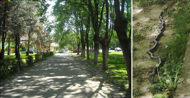 Змија од три метра ушла у кућу