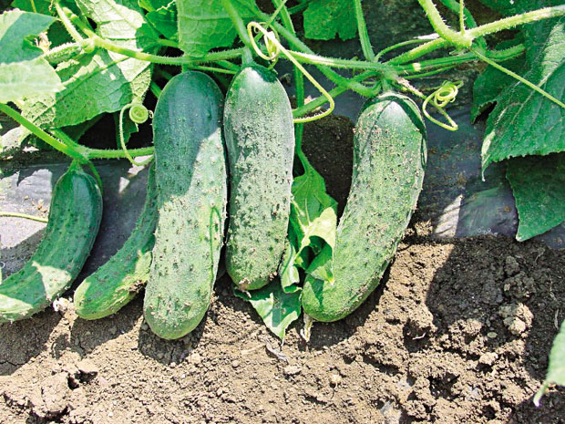 Зашто се криве краставци?