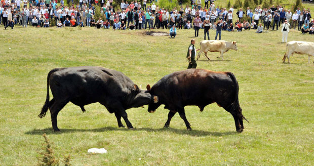 Бороња - краљ Пештера