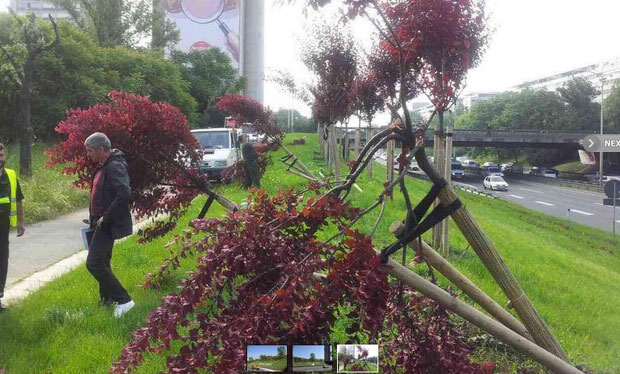 Хулигани уништили саднице и заливни систем код Генекса