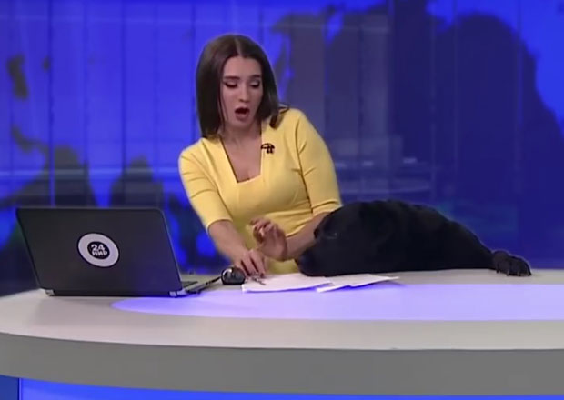 ХАОС У СТУДИЈУ: Дружељубиви лабрадор прекида водитељку (ВИДЕО)