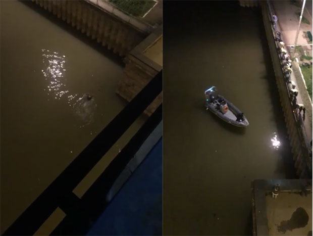 Скочила са Бранковог моста
