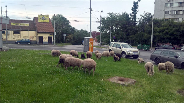 Звездара: Овце и даље пасу на окретници