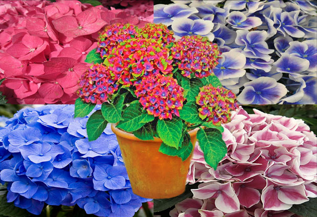 Хортензије - раскошне и нежне лоптице