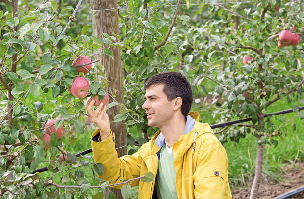 Опадање заметака у три термина