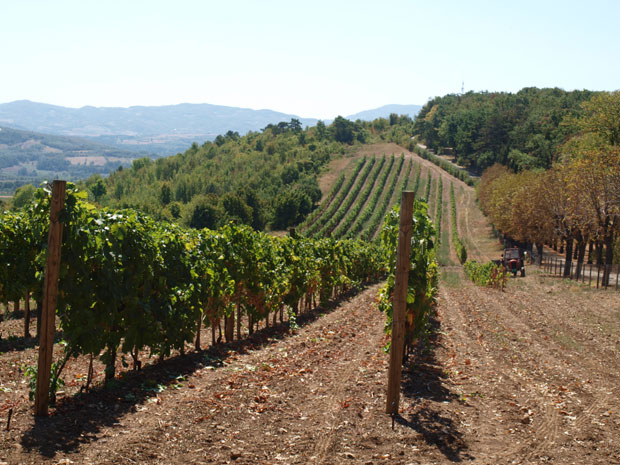 Праве вински коридор
