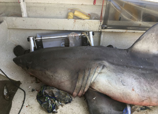 Рибару у чамац ускочила бела ајкула дуга 2,7 м