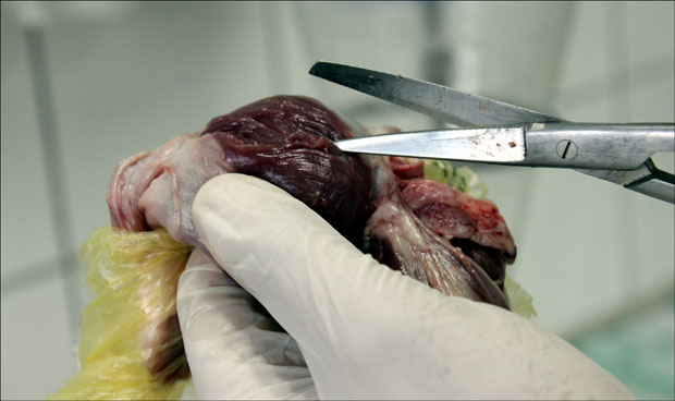 Србија не увози живинско месо из Бразила