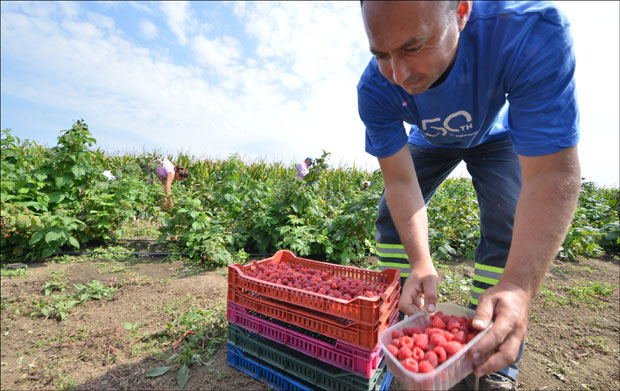 Мањак малине за бољу цену