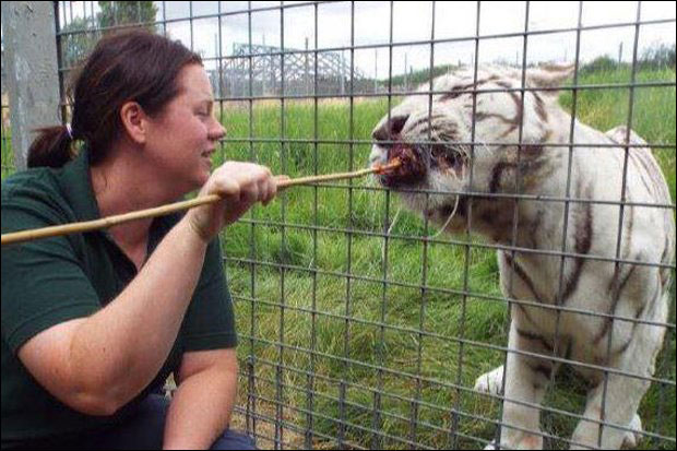 УЖАС У ЗОО ВРТУ: Тигар искасапио чувара