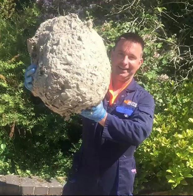 ЈЕЗА У МРАКУ: Метар дугачки осињаци висе са таванице (ВИДЕО)