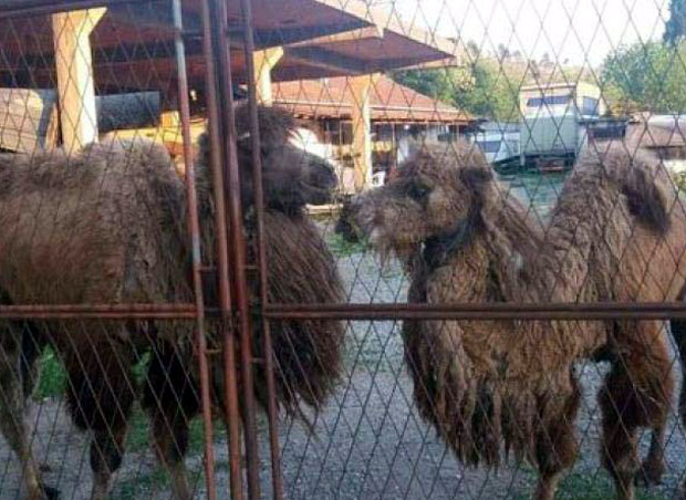 Трансфер камила из Подгорице у Јагодину запео због - преводиоца! 