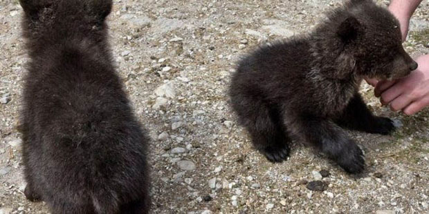 Црногорски мечићи иду у Грчку на рехабилитацију 