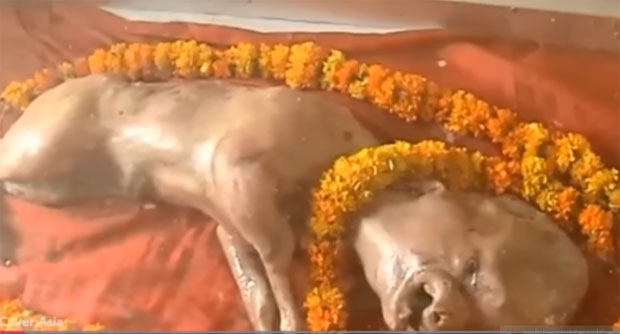 ЧУДО ИЛИ ГРЕШКА ПРИРОДЕ: Рођено теле са људском главом (ВИДЕО)