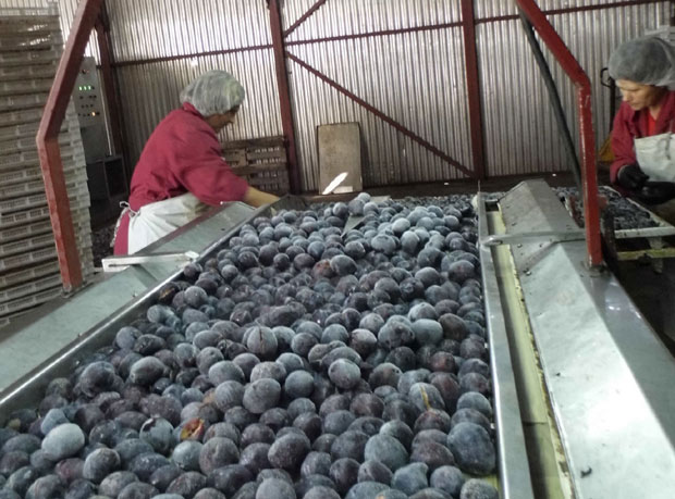 Више шљива у извоз, а мање у ракију