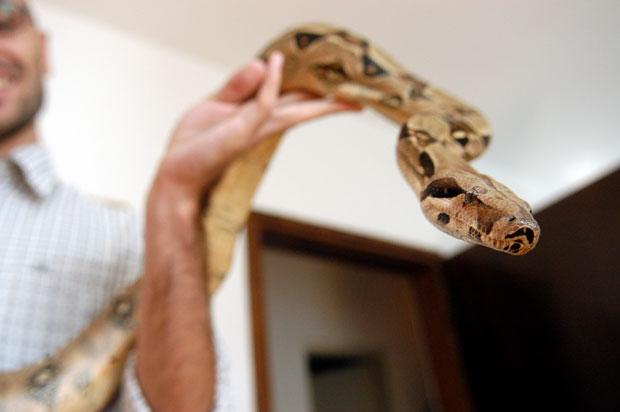 Нашли питона у пластичној кутији, изнад седишта путника! (ФОТО)
