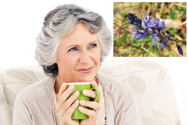 Крестушац скида холестерол и триглицериде