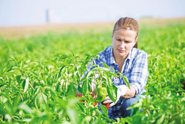 Вируси обарају паприку