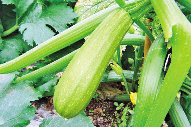 Младе зелене тиквице штите срце и простату