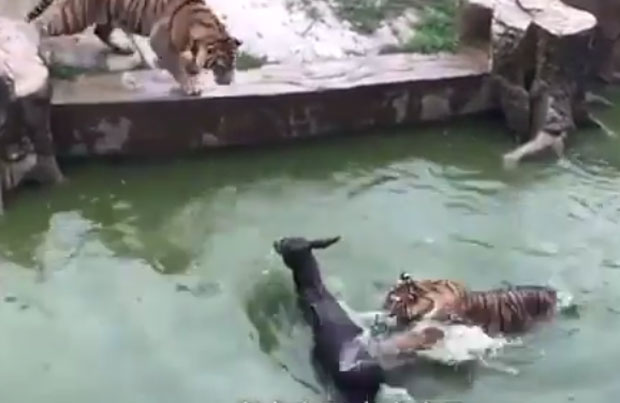 УЗНЕМИРУЈУЋИ СНИМАК: Бацили живог магарца у кавез са тигровима (ВИДЕО)