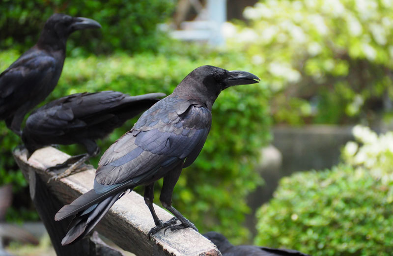 Вране нападају, штите младунце