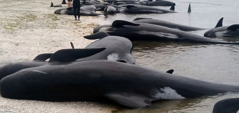 У китовима из Средоземног мора алармантна количина пластике