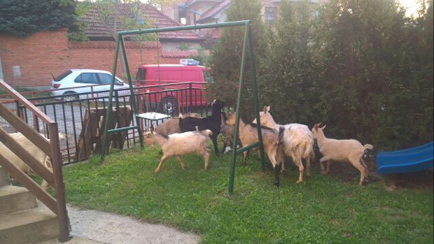 Урбано је без кокошака