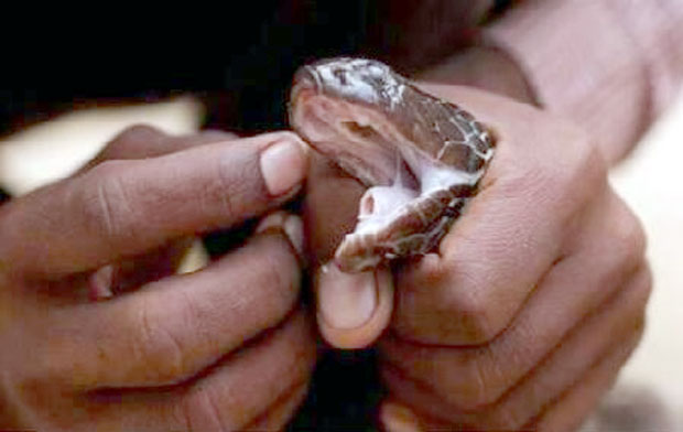 Ујела га змија отровница, па је он ујео своју жену