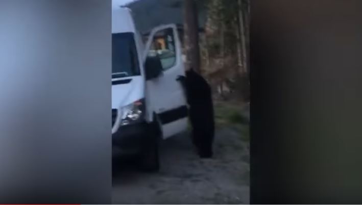 ВИДЕО: Медвед му ушао у комби и притиснуо сирену