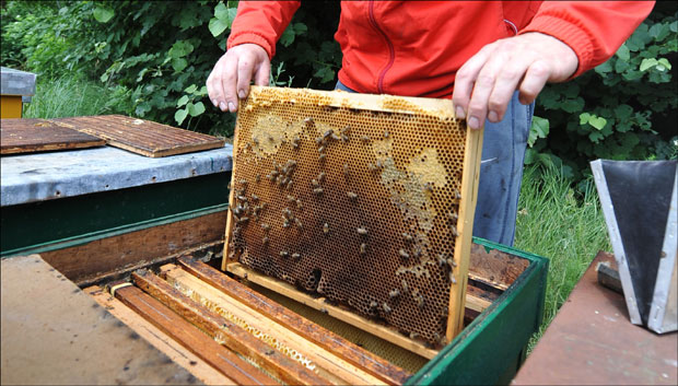 Три милиона за кошнице