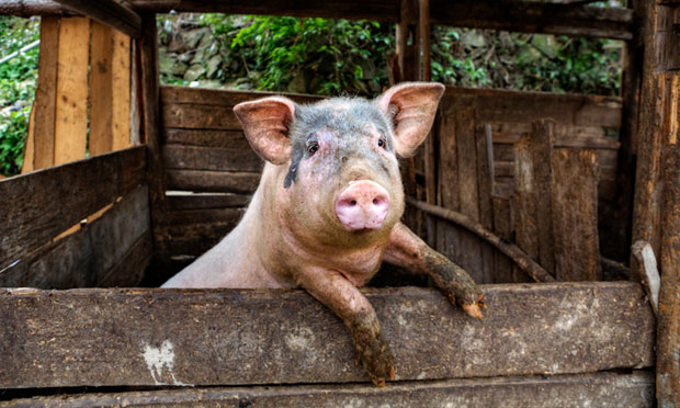 БИЗАРНА СМРТ: Фармер умро јер му је свиња одгризла пенис и три прста