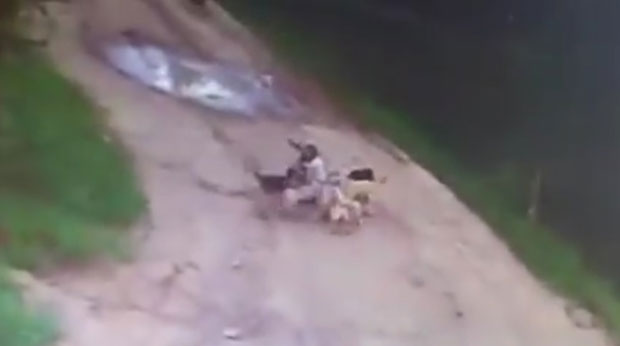 ПОТРЕСАН СНИМАК: Чопор дивљих паса растргао пијаног чувара (ВИДЕО)
