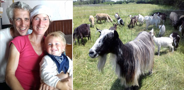 Немица и Холанђанин направили оазу код Шапца