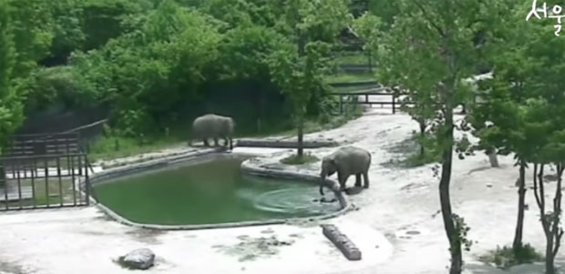 Удруженим снагама слонови спасили младунце од дављења (ВИДЕО)