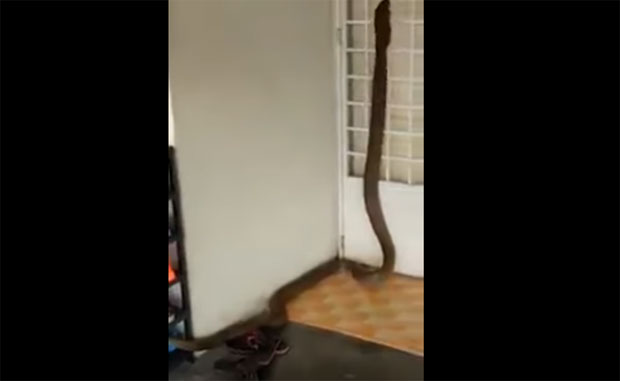 ЈЕЗИВО: Младић дошао кући и затекао огромну змију (ВИДЕО)
