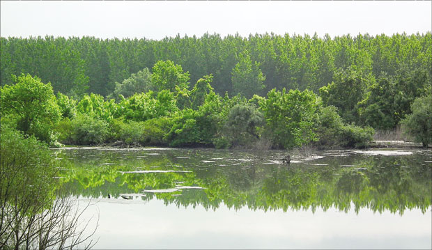Уништењем оазе природе надомак Београда, видре и орлови остају без куће