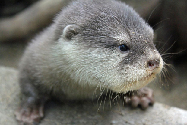 Младунче видре Цоле добило шансу да преживи