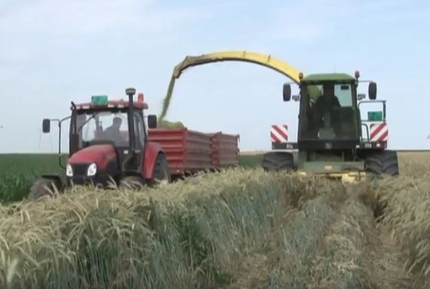 Жетва ражи за зелену струју