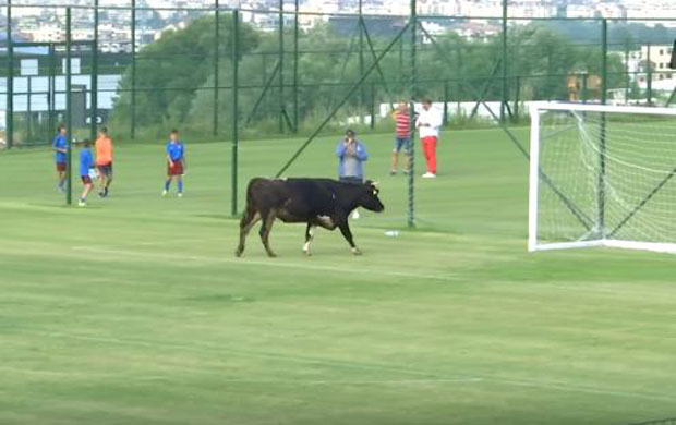 ВИДЕО: Бик и пас прекинули меч у Бугарској