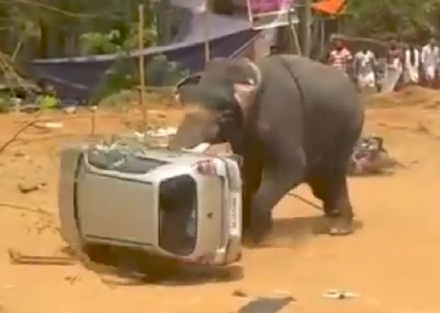 КАРАМБОЛ НА ФЕСТИВАЛУ: Побеснели слон превртао ауто као играчку (ВИДЕО)