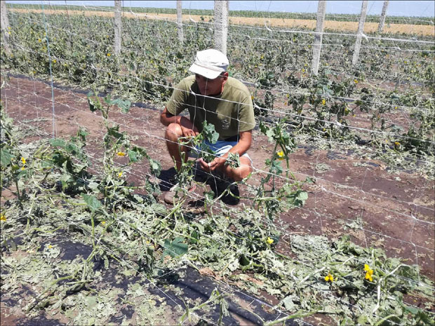 Одувани кровови уништени засади