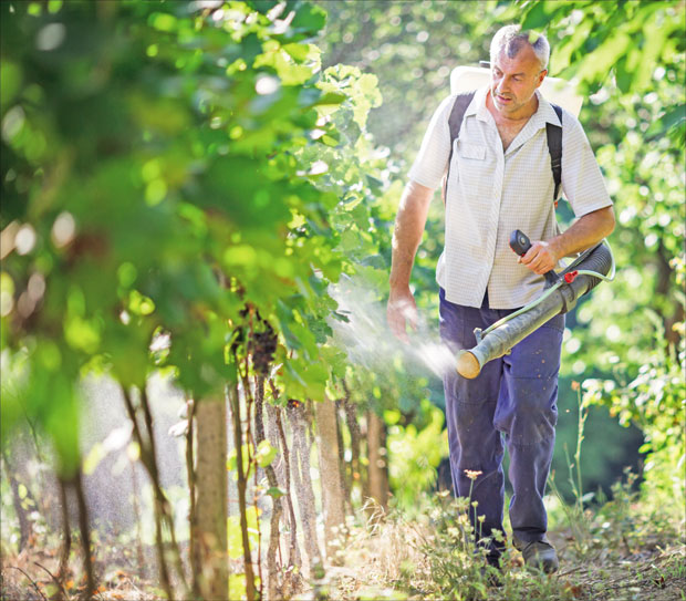 Заштита винограда