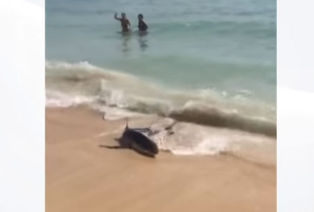 На Мајорки евакуисано неколико плажа због ајкуле (ВИДЕО)