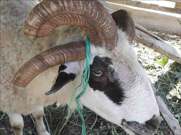 Трка стараца и кладионица на четворорогом овну