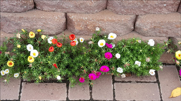 Цветови обожавају сунце 