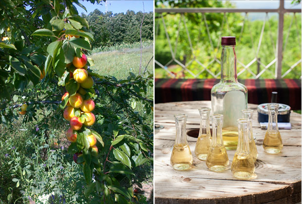 Шљивовица од пискавца