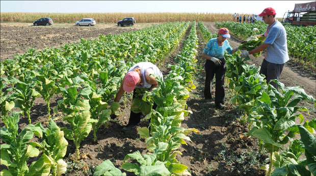 Сателит снима поља дувана