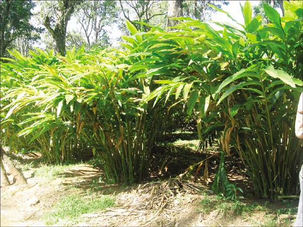 Против отока и надимања